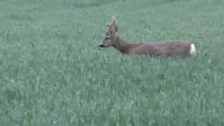 Nice 6 point  buck