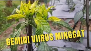 Pencegahan Gemini Virus pada cabai