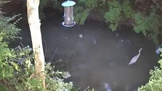 Bird Walking through the creek