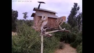 Great Look at #OwletFinley and Charli in Sunlight.  Gender Eval.  Owl Box OSC - 6/22/23 - 5:23 am