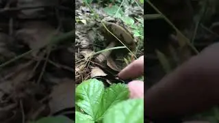 ТИХАЯ ОХОТА)))