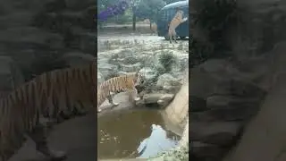 Tigers and tourists... Interesting videos 🤪😅