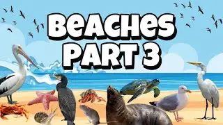 Beaches Part 3: Beach Life