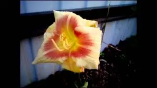 Клип про меня и мх!!!!💟💟💟💟