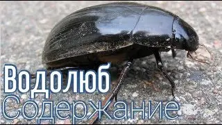Как я содержу жука водолюба в домашних условиях