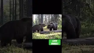 Схватка двух бурых медведей 