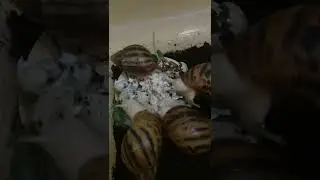 Праздник живота! Ахатина Ахатина Тигр Альбино боди