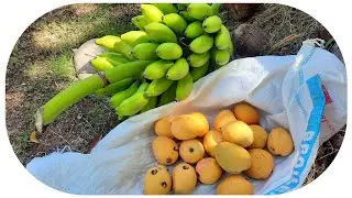 Chopping Honey Banana || Mango Galore