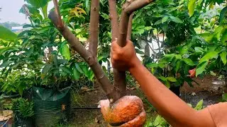 Panen cangkok jambu kiojok