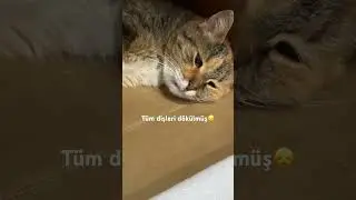 Yaşlı sokak kedilerinin, kaçınılmaz sonu😞 #shortvideo #cat #catlover #youtubeshorts