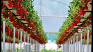 КОРEЯДА ИССИҚХОНАДА ҚУЛУПНАЙ БИЗНEСИ | КЛУБНИЧНЫЙ БИЗНЕС В ТЕПЛИЦЕ В КОРЕЕ