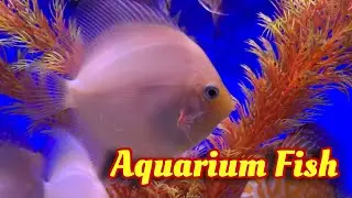 Aquarium Fish Brighton