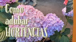 Hortência como adubar.