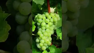 ВИНОГРАД: ПОЛЬЗА ДЛЯ ПЕЧЕНИ #shorts #short #shortvideo