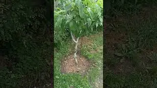 Маленька порада садівникам