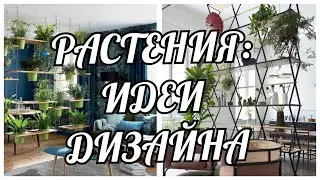 РАЗМЕЩЕНИЕ РАСТЕНИЙ В ДОМЕ. ПРИЁМЫ ДИЗАЙНЕРОВ ИНТЕРЬЕРА