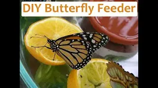 DIY Butterfly Feeder