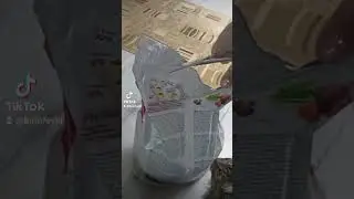 Две кошки и один кот# Дегустация кошками корма.#любопытные