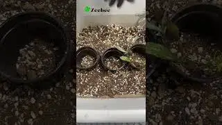 Хойя Сигилатис в наличии в нашем интернет-магазине #растения #plants