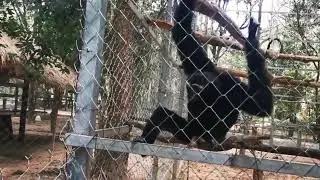 Heartbreaking: Black Howler Monkey Trapped in Cage