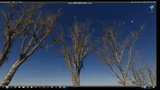 Horror Trees wind in Unity  HDRP (PhotoScan Trees )
