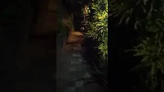 Змея рядом   виллой в Семеньяке остров Бали