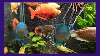 Blue Diamond Discus Feeding On Frozen 