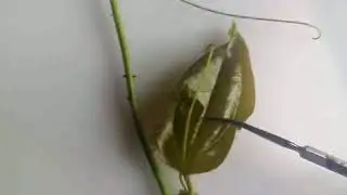 Smilax Shoot With Tendrils
