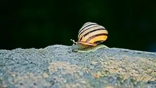 Виноградная улитка
