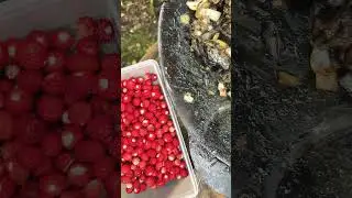 9 июня 2024 г.