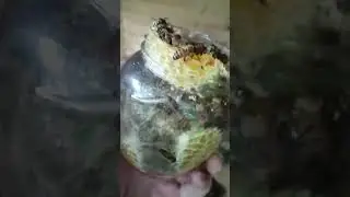 Добрая пасека, сотовый мед в банках