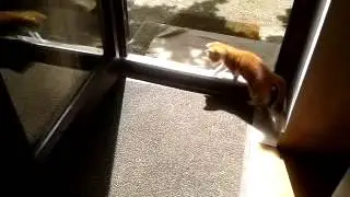My little furry friend