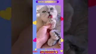 Amigos improváveis!!! 😱 #shorts (cute cats, cute animals🥰)
