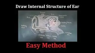 How to Draw internal structure of Ear step by step