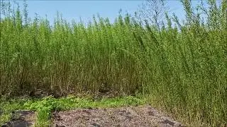 Plantation Review 05/28/2020