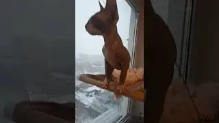 Вредина сфинкс не дает заменить свой коврик.