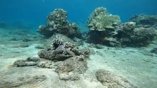 Regular Diving / Snorkeling day at Honolula Bay