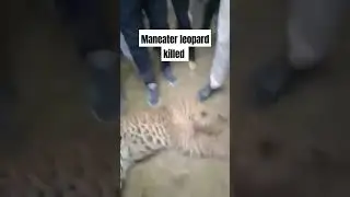#shorts #Maneater #leopard #guldar_attack #sahastradhara 🐆💐