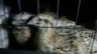 Нужна ли музыка в перепелятнике?