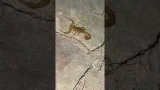 Las Vegas Scorpions Are No Joke…