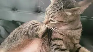 ASMR Cat Grooming | Tiger Grooming