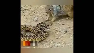 ,, УЖАЛЕННЫЙ ,, ПУШИСТИК.