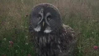 Бородатая неясыть