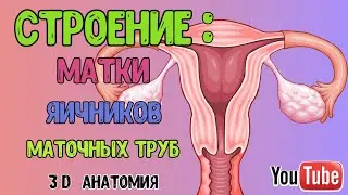 ЖЕНСКАЯ ПОЛОВАЯ СИСТЕМА