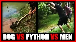 Owner Rescued Dog Just before getting swallowed by A huge Python