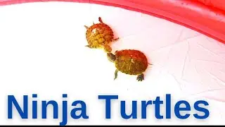 Yeni ortamı beğendiler 🐢🐢😊
