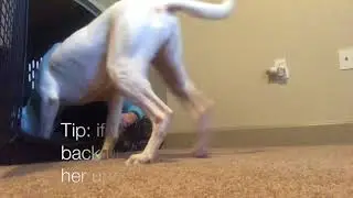 Crate Training Your Deaf Dog