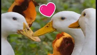 Ducks and piggies