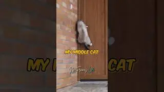 The Best Pet: Cats VS Dogs! | Bad Friends Podcast, ft. Bobby Lee & Andrew Santino 