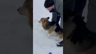 Creative ways to clean your dog’s bum 